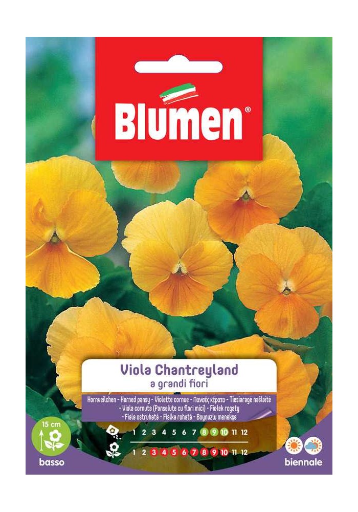 Viola Chantreyland a grandi fiori - Blumen