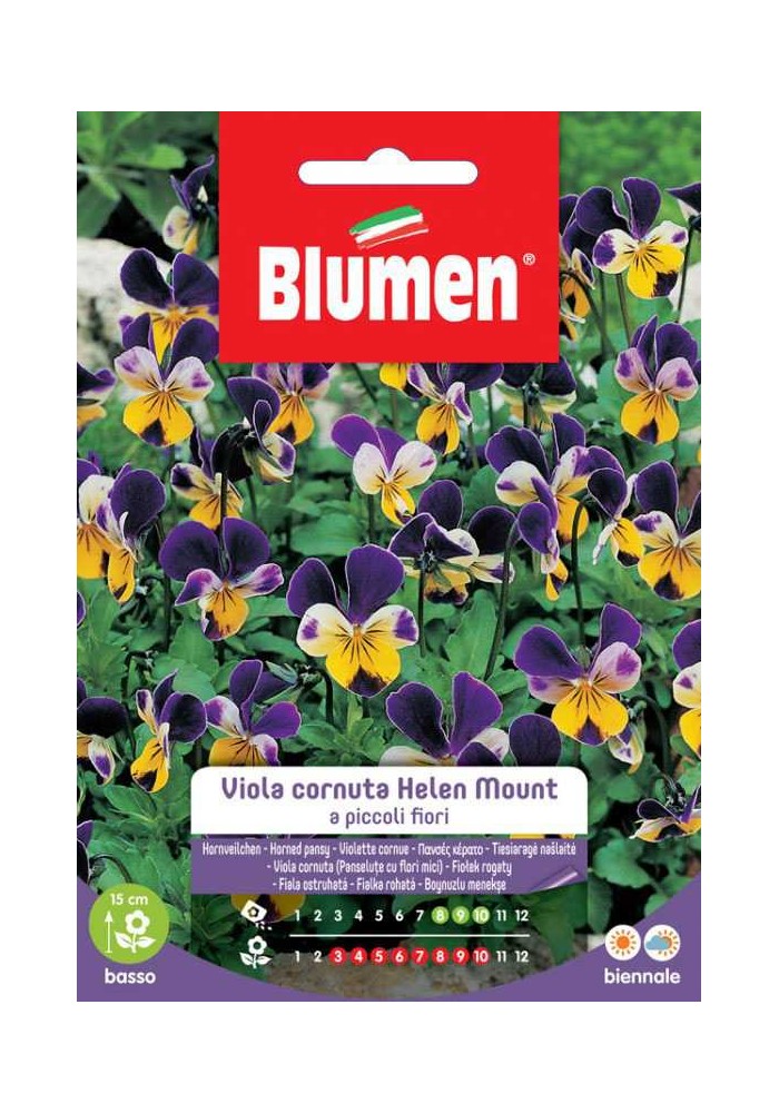 Viola cornuta Helen Mount a piccoli fiori - Blumen