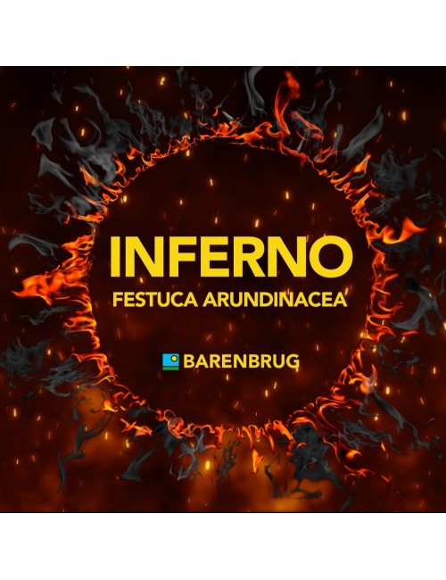 Festuca Arundinacea Inferno da Kg 15 Barenbrug