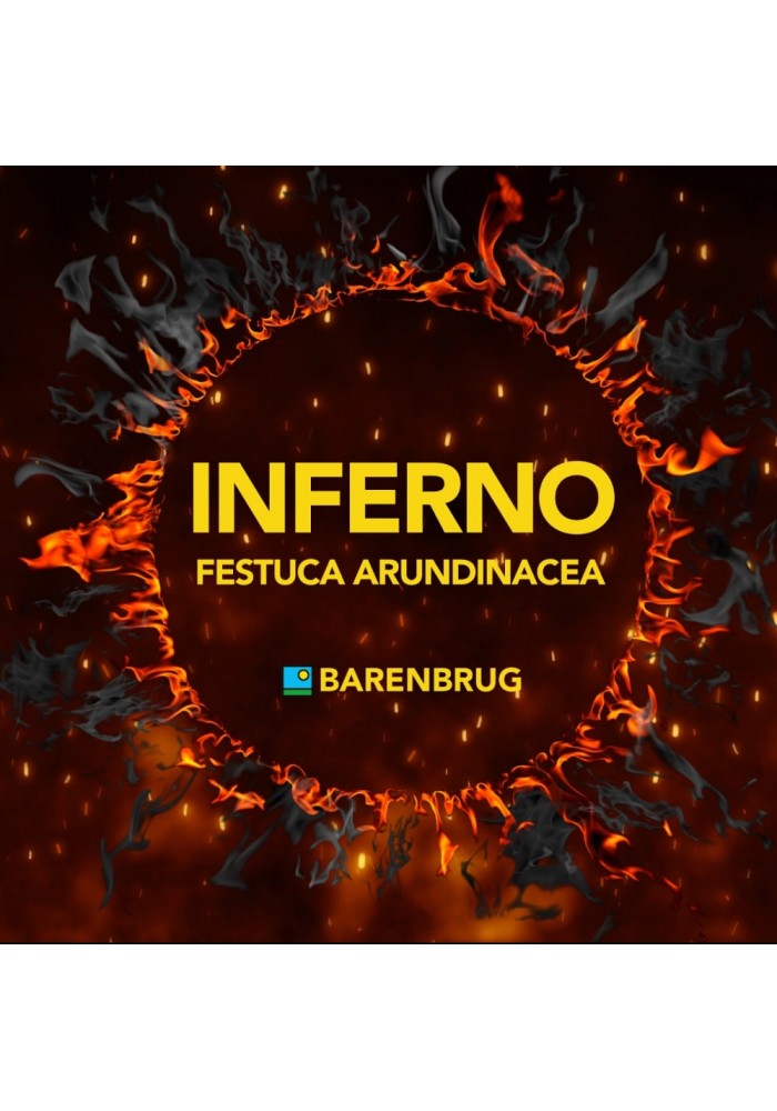 Festuca Arundinacea Inferno da Kg 15 Barenbrug|GardenUp